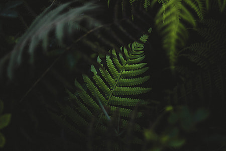 shallow focus photo of green leaf thumbnail