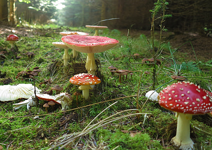 mushrooms sprouting on grass covered ground thumbnail