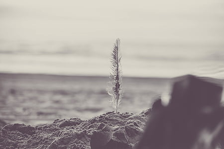 white feather on sand thumbnail