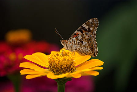 macro photography of moth on yellow flower thumbnail