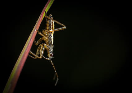 Brown and Black Cricket on Grass thumbnail