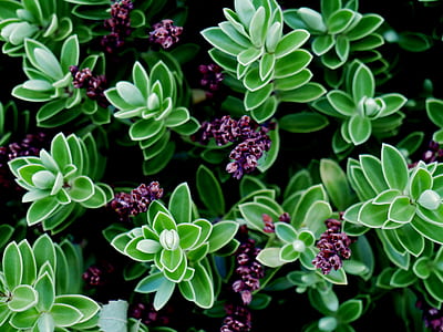green leafed plant thumbnail