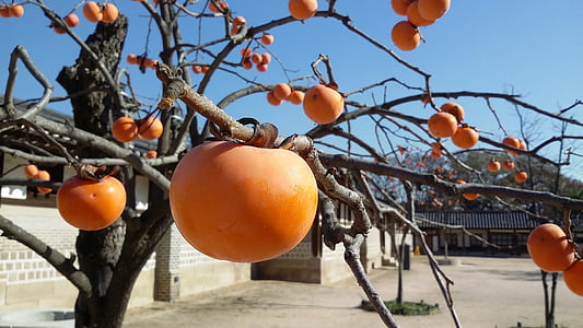 closeup photography of orange fruit thumbnail
