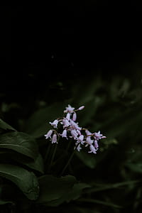 close up photo of pink petaled flowers thumbnail