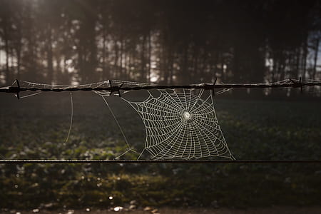 spider web on balb wire thumbnail
