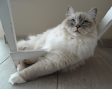 medium-coated white cat thumbnail