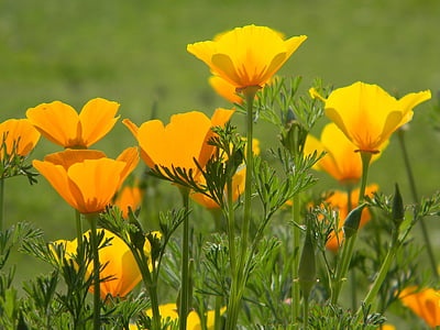 yellow California poppy flowers field at daytime thumbnail