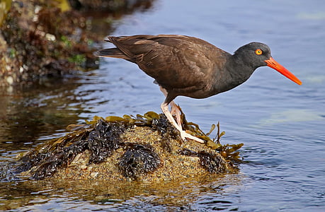 brown and black bird on top of brown rock thumbnail
