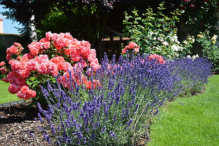 pink carnation and lavender flowers at the garden thumbnail