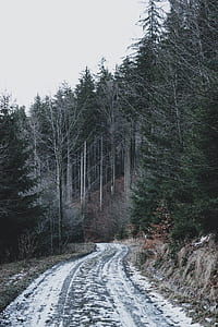 green leafed trees under cloudy sky during daytime thumbnail