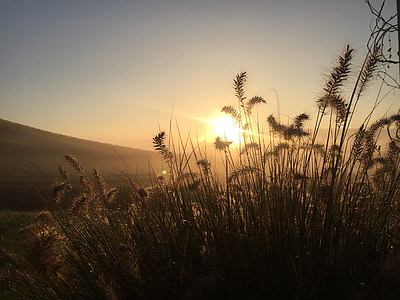 sun and grasses thumbnail