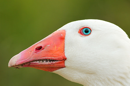 white and red bird head closeup photo thumbnail