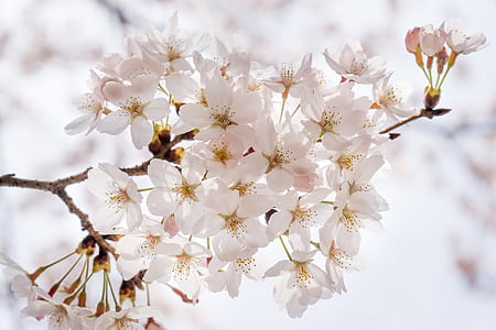 white flowers thumbnail