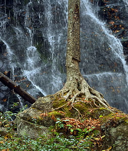 Tree with background waterfall at mountains thumbnail