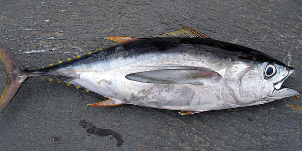 gray and black tuna thumbnail