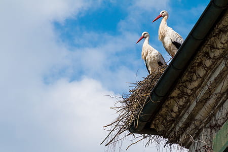 low angle photo of two white storks on brown bird nest thumbnail