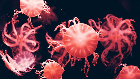 Red Jelly Fish thumbnail