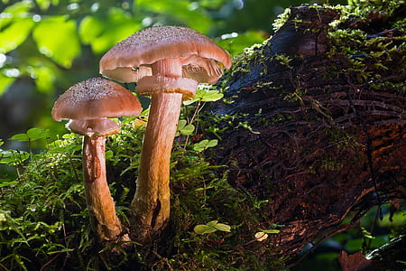 shallow focus photography of brown mushrooms thumbnail
