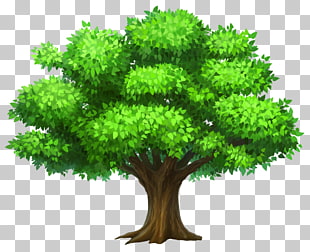 Tree Oak , Oack Tree , green tree PNG clipart
