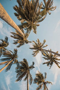 low angle photo palm trees at daytime thumbnail