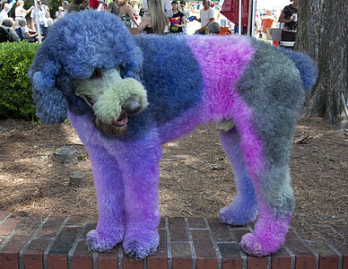 closeup photo of painted purple and blue standard poodle on brick bench thumbnail