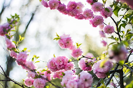 pink petaled flowers blooming at daytime thumbnail