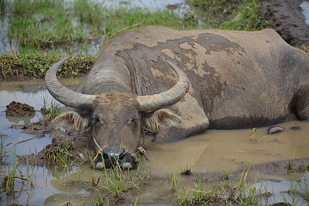 black water buffalo lying on mud at daytime thumbnail