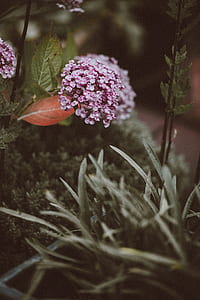 selective focus photography of pink petaled flower thumbnail