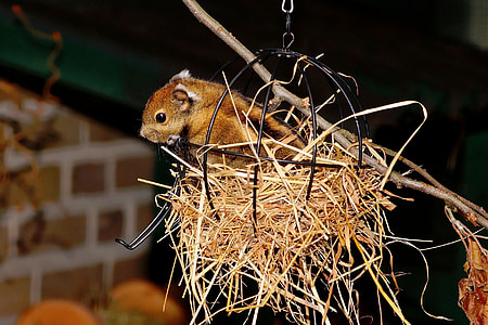 brown squirrel on hanging brown nest thumbnail