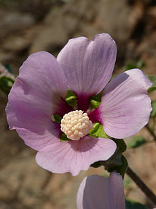 Hibiscus Syriacus, Syrian Rose thumbnail