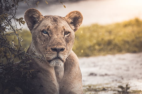 lioness near plant thumbnail