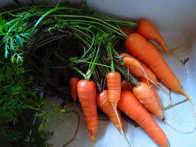 Fresh carrots thumbnail