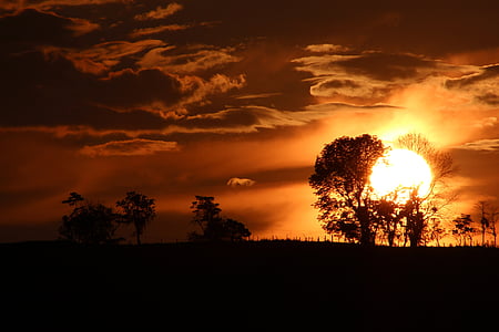 silhouette photo of tree thumbnail