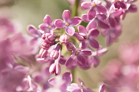 shallow focus photography of pink petaled flower thumbnail