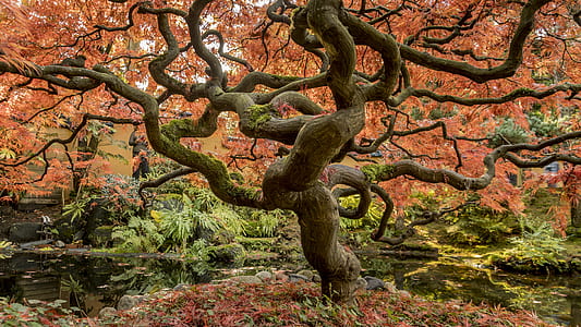 orange leafed tree thumbnail