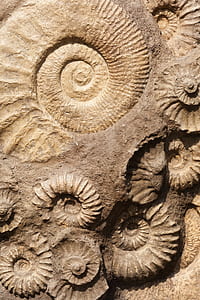 embossed nautilus shell brown decor thumbnail