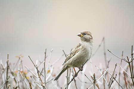shallow focus photography of white and brown bird thumbnail