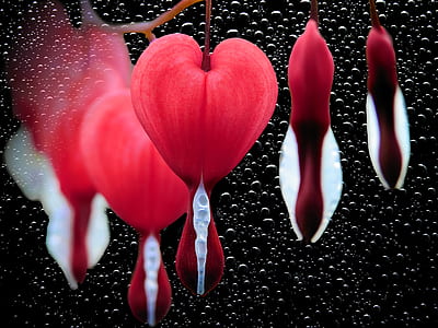 macro photography of red-and-white petal floewrs thumbnail