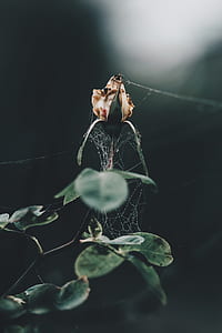 selective focus photography of spider web on white petaled flower thumbnail