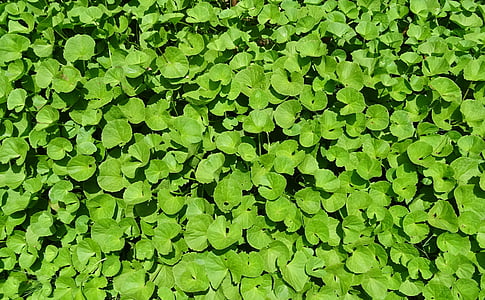green leafed plants thumbnail