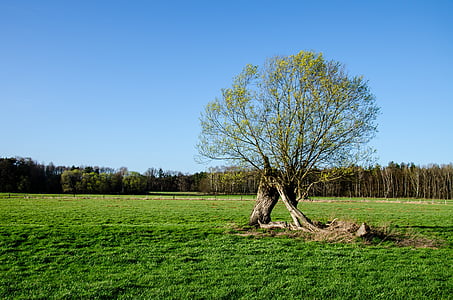 green leafed tree thumbnail