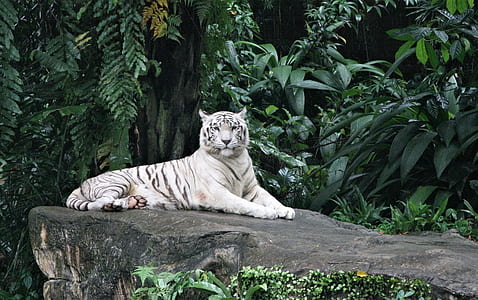 whit tiger lying on gray rock thumbnail