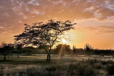 silhouette tree during sunset thumbnail