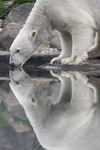 polar bear drinking water thumbnail