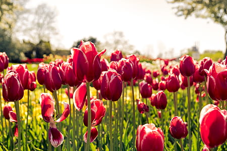 macro shot photography of red tulips during daytime thumbnail