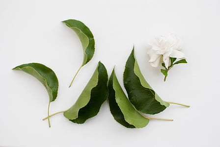 white gardenia flower and leaves on white surface thumbnail