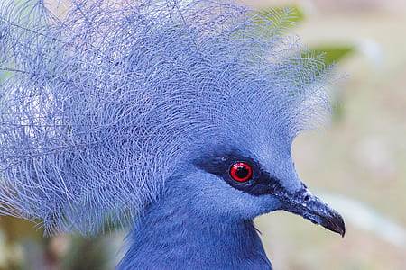 close-up photography of crown pigeon thumbnail