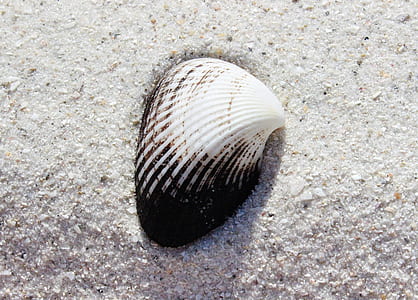 white and black seashell thumbnail