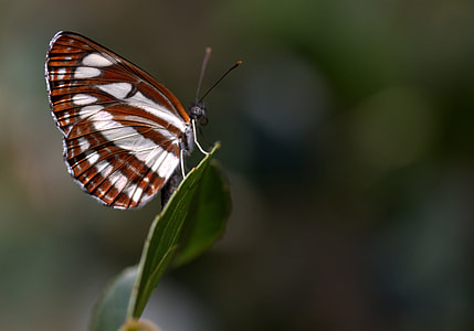 brown and white butterfly perched on green leaf thumbnail