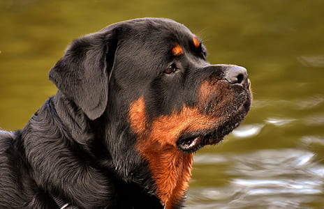 black and tan Rottweiler swimming water at daytime thumbnail